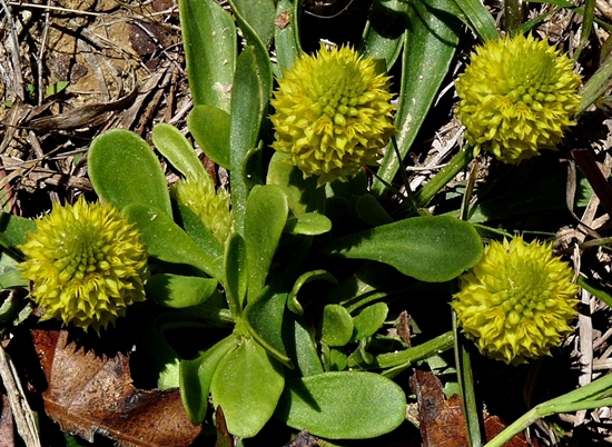 {Polygala nana}